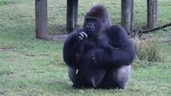 聪明的大猩猩用手语告诉游客，自己不能被喂食