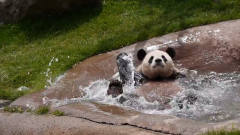 熊猫无聊开始演戏：我溺水了！救命啊，镜头记