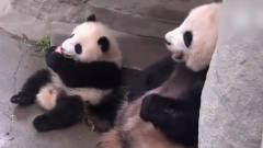 绝对是亲妈！大熊猫从熊猫宝宝嘴里抢苹果吃，