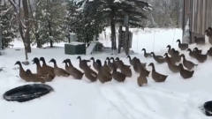 一群鸭子刚冲出门，被冻得赶紧往回跑，镜头记