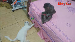 猴子拿着鱼竿坐在床边逗猫咪，猫咪举动十分滑