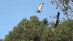 老鹰想要捕食松鼠，松鼠吓到直接起飞，接下来