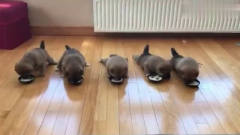 五条小柴犬吃饭，开始整整齐齐，画面一变太逗