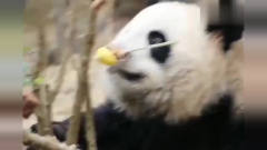 大熊猫挑战吃柠檬，结果被酸的直敲脑壳！网友