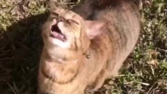 才知道猫也会打喷嚏，真的是太逗的！