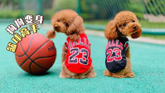 小学生教2只狗狗打篮球，没想到汪星人百发百中