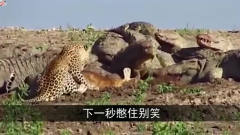 饿坏的豹子连鳄鱼群的食物都敢抢！鳄鱼伸头过