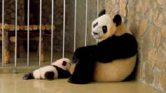 大熊猫第一次生娃没经验，竟将宝宝当成了玩具