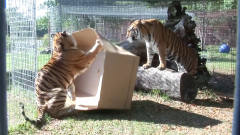 狮子、老虎等猫科动物第一次看见箱子，反应太