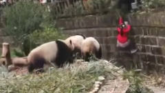 女孩不小心掉进熊猫园，万分惊险时，大熊猫的