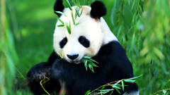国外的大熊猫，长得真是奇葩，太逗了