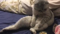 当一只猫第一次吃臭豆腐，它的反应也搞笑了吧