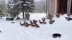 一群鸭子跑出门，结果被冻得立马跑回了屋里，
