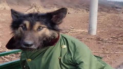天气太冷了，主人直接把自己的大衣给狗子穿上