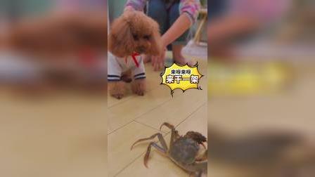 狗狗决战大闸蟹，非要它投降了才甘心