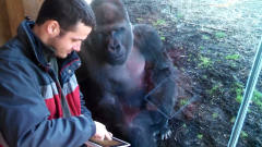 男子玩切西瓜给猩猩看，猩猩看得入迷，镜头拍