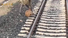 搞笑配音：这是人干的事儿吗？我爬了3天才上来