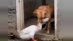 这是溺爱吧！一只鹅和一只狗相遇擦出别样火花