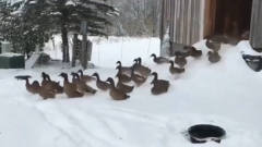 一群鸭子刚冲出门外，被冻得赶紧往回跑，镜头