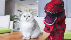 猫咪遇到恐龙会是啥反应？小姐姐亲测，结果太