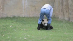 就是不想回家的熊猫宝宝，跟饲养员杠上了，太