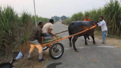 印度男子坐牛车，牛儿一路狂奔，镜头记录搞笑