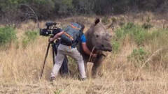 男子正在拍摄犀牛，不料犀牛却突然靠近，接下