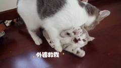 3个月小猫还吃母猫*，被母猫爆揍一顿，场面十分