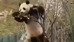 熊猫搞笑片段，看到最后一个我笑了。