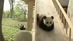 国宝大熊猫真是最呆萌的存在，真的也是没谁了