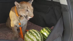 第一次见到西瓜的大猫，一脸好奇，镜头记录搞