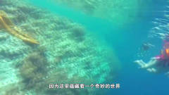 旅行囧记：帕劳大断层，欣赏海底嘉年华，美呆