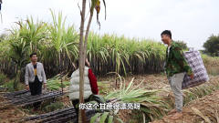 喜剧：广东老板背了一袋钱来收割甘蔗，结果农