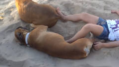 小女孩带狗在沙滩上玩，骚扰狗狗不让睡觉，接